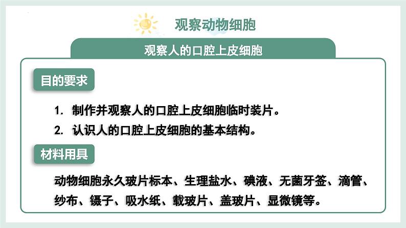 1.2.3动物细胞课件   2024-2025学年人教版（2024）生物七年级上册04