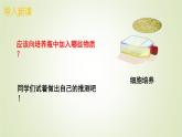 1.2.4细胞的生活课件 --2024-2025学年人教版（2024）生物七年级上册