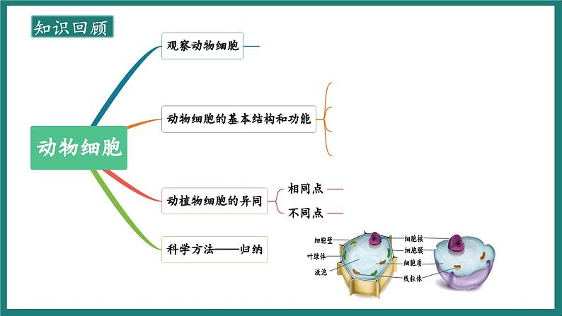 1.2.4细胞的生活课件 2024-2025学年人教版（2024）生物七年级上册第2页