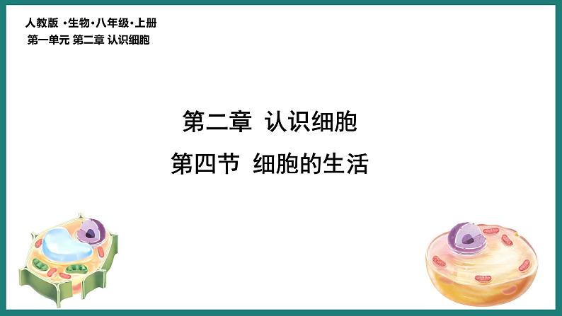 1.2.4细胞的生活课件 2024-2025学年人教版（2024）生物七年级上册第3页