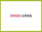 2.1.2植物细胞课件---2024-2025学年人教版（2024）生物七年级上册