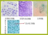 2.1.2植物细胞课件---2024-2025学年人教版（2024）生物七年级上册