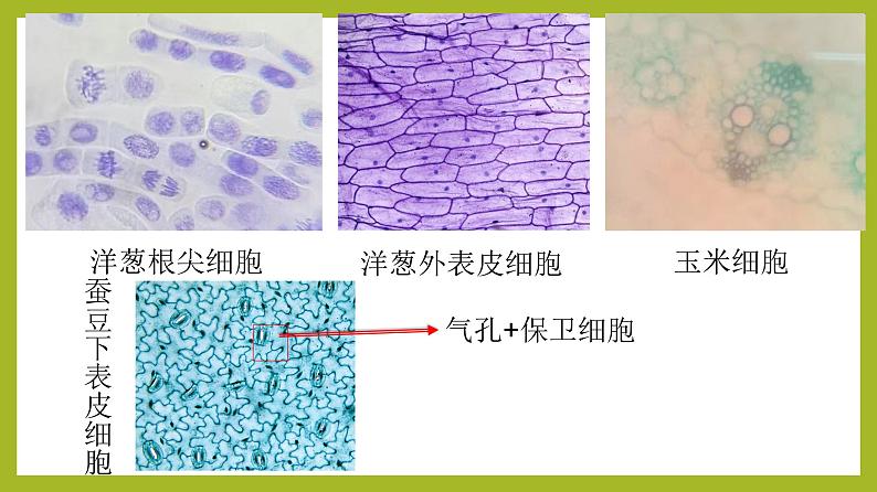 2.1.2植物细胞课件---2024-2025学年人教版（2024）生物七年级上册第3页