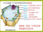 2.1.2植物细胞课件---2024-2025学年人教版（2024）生物七年级上册