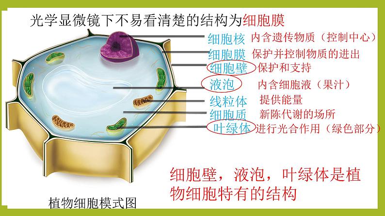 2.1.2植物细胞课件---2024-2025学年人教版（2024）生物七年级上册第4页