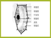 2.1.2植物细胞课件---2024-2025学年人教版（2024）生物七年级上册