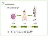 1.3.1 细胞通过分裂产生新细胞 课件--2024-2025学年人教版（2024）生物七年级上册