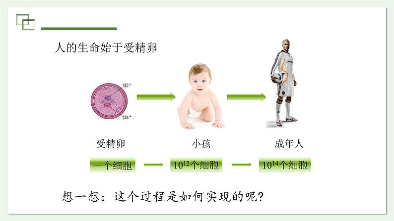 1.3.1 细胞通过分裂产生新细胞 课件--2024-2025学年人教版（2024）生物七年级上册第3页