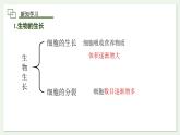 1.3.1 细胞通过分裂产生新细胞 课件--2024-2025学年人教版（2024）生物七年级上册
