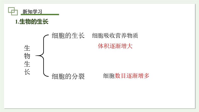 1.3.1 细胞通过分裂产生新细胞 课件--2024-2025学年人教版（2024）生物七年级上册第5页