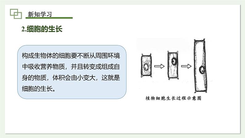 1.3.1 细胞通过分裂产生新细胞 课件--2024-2025学年人教版（2024）生物七年级上册第6页