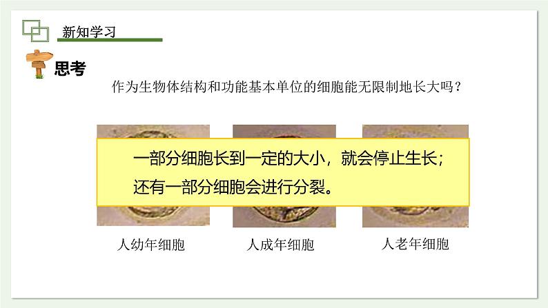 1.3.1 细胞通过分裂产生新细胞 课件--2024-2025学年人教版（2024）生物七年级上册第7页