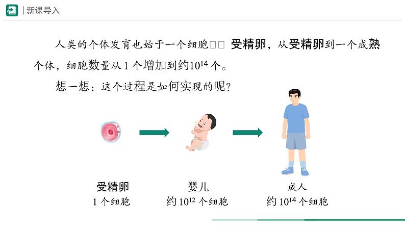 1.3.1 细胞通过分裂产生新细胞课件  -2024-2025学年人教版（2024）生物七年级上册第3页