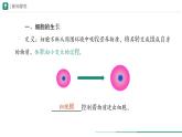 1.3.1 细胞通过分裂产生新细胞课件  -2024-2025学年人教版（2024）生物七年级上册