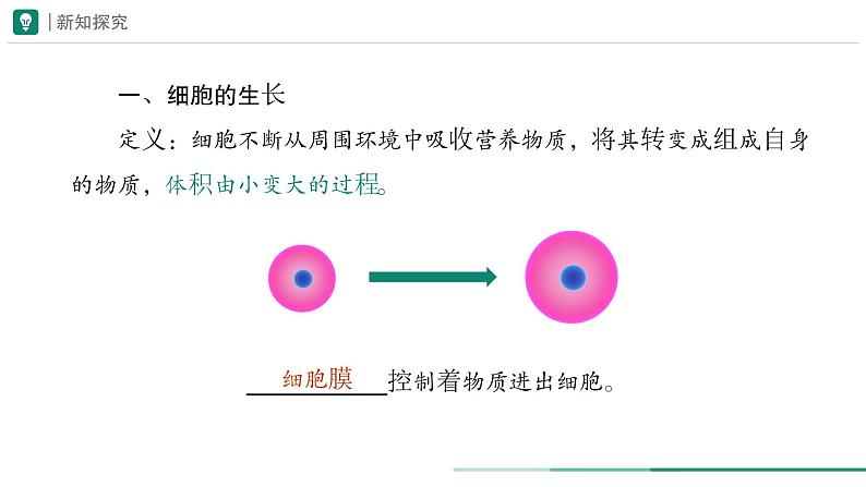 1.3.1 细胞通过分裂产生新细胞课件  -2024-2025学年人教版（2024）生物七年级上册第5页