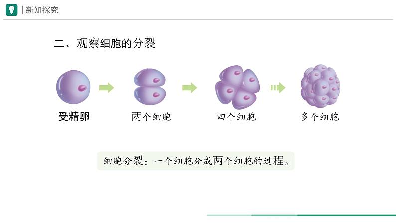 1.3.1 细胞通过分裂产生新细胞课件  -2024-2025学年人教版（2024）生物七年级上册第7页