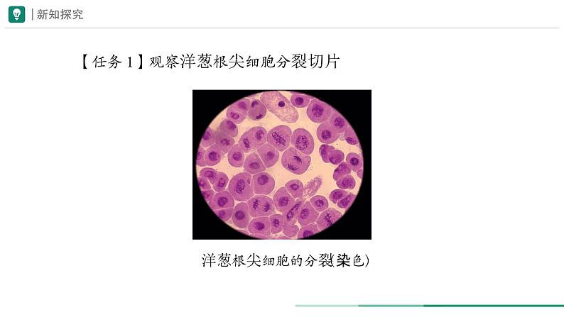 1.3.1 细胞通过分裂产生新细胞课件  -2024-2025学年人教版（2024）生物七年级上册第8页