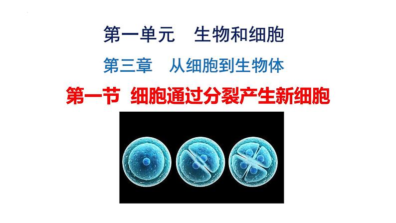 1.3.1 细胞通过分裂产生新细胞课件2024-2025学年人教版（2024）生物七年级上册第2页