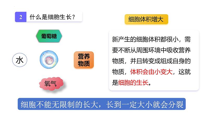 1.3.1 细胞通过分裂产生新细胞课件2024-2025学年人教版（2024）生物七年级上册第5页