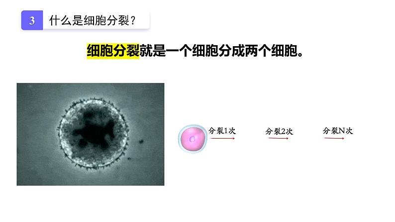 1.3.1 细胞通过分裂产生新细胞课件2024-2025学年人教版（2024）生物七年级上册第6页