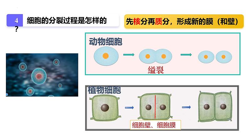 1.3.1 细胞通过分裂产生新细胞课件2024-2025学年人教版（2024）生物七年级上册第7页