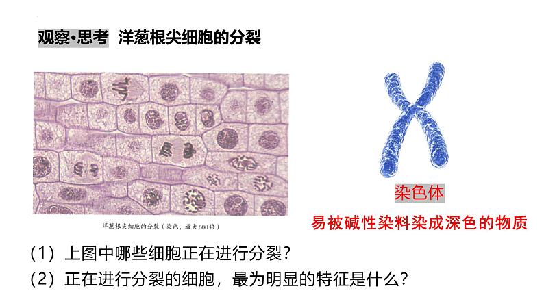 1.3.1 细胞通过分裂产生新细胞课件2024-2025学年人教版（2024）生物七年级上册第8页