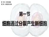 1.3.1细胞通过分裂产生新细胞课件   2024-2025学年人教版（2024）生物七年级上册