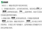 1.3.1细胞通过分裂产生新细胞课件   2024-2025学年人教版（2024）生物七年级上册