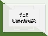 1.3.2 动物体的结构层次 课件 --2024-2025学年人教版（2024）生物七年级上册