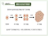 1.3.2 动物体的结构层次 课件 --2024-2025学年人教版（2024）生物七年级上册