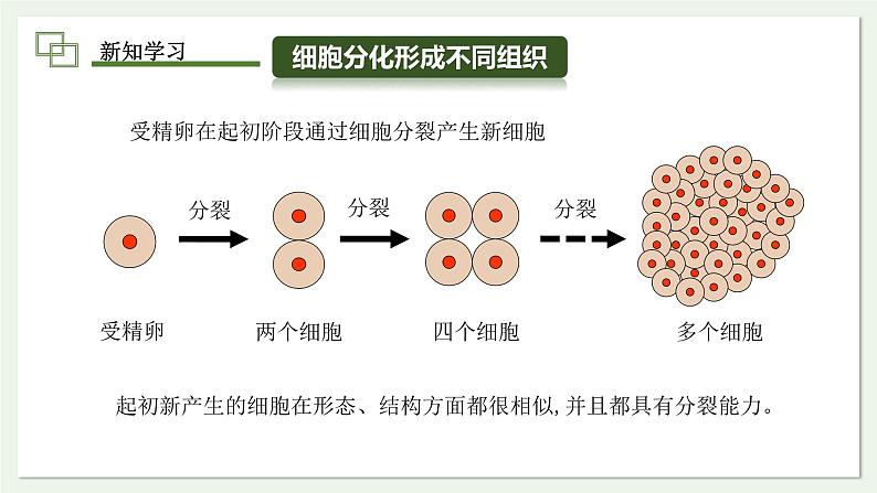 1.3.2 动物体的结构层次 课件 --2024-2025学年人教版（2024）生物七年级上册第4页