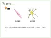 1.3.2 动物体的结构层次 课件 --2024-2025学年人教版（2024）生物七年级上册