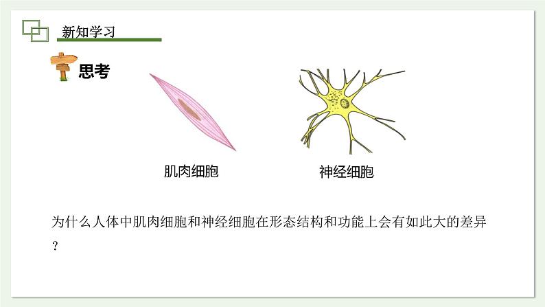 1.3.2 动物体的结构层次 课件 --2024-2025学年人教版（2024）生物七年级上册第5页