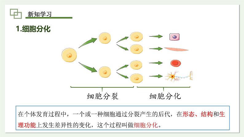 1.3.2 动物体的结构层次 课件 --2024-2025学年人教版（2024）生物七年级上册第6页