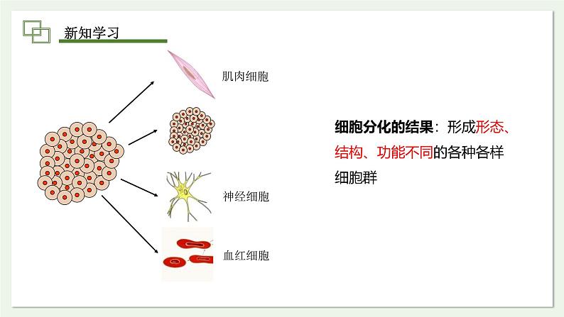 1.3.2 动物体的结构层次 课件 --2024-2025学年人教版（2024）生物七年级上册第7页