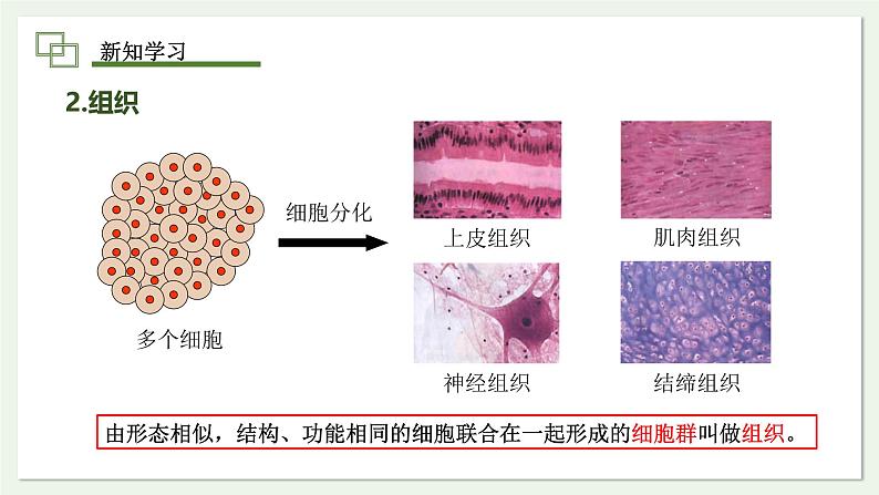 1.3.2 动物体的结构层次 课件 --2024-2025学年人教版（2024）生物七年级上册第8页