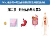 1.3.2《动物体的结构层次》课件+教案---2024-2025学年人教版（2024）生物七年级上册