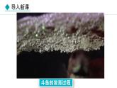1.3.2《动物体的结构层次》课件+教案---2024-2025学年人教版（2024）生物七年级上册