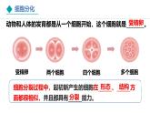 1.3.2《动物体的结构层次》课件+教案---2024-2025学年人教版（2024）生物七年级上册