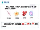 1.3.2《动物体的结构层次》课件+教案---2024-2025学年人教版（2024）生物七年级上册