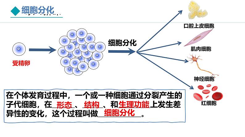 1.3.2++动物体的结构层次.pptx.第6页