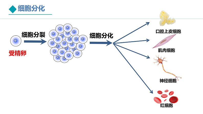 1.3.2++动物体的结构层次.pptx.第7页