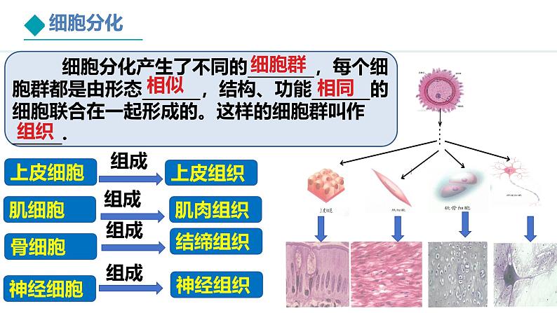 1.3.2++动物体的结构层次.pptx.第8页