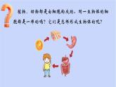 1.3.2动物体的结构层次课件 --2024-2025学年人教版（2024）生物七年级上册