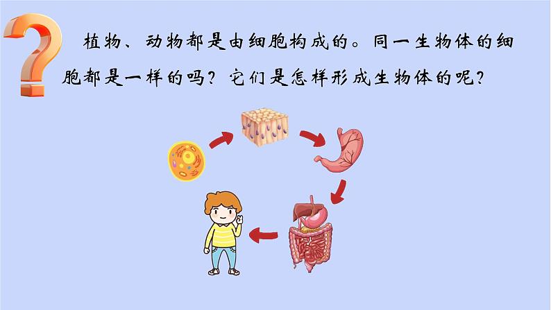 1.3.2动物体的结构层次课件 --2024-2025学年人教版（2024）生物七年级上册第1页