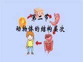 1.3.2动物体的结构层次课件 --2024-2025学年人教版（2024）生物七年级上册