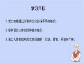 1.3.2动物体的结构层次课件 --2024-2025学年人教版（2024）生物七年级上册