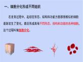 1.3.2动物体的结构层次课件 --2024-2025学年人教版（2024）生物七年级上册