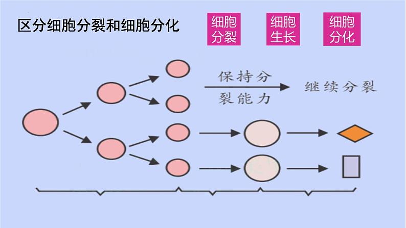 1.3.2动物体的结构层次课件 --2024-2025学年人教版（2024）生物七年级上册第6页