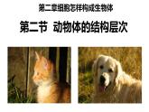 1.3.2动物体的结构层次课件 2024-2025学年人教版（2024）生物七年级上册